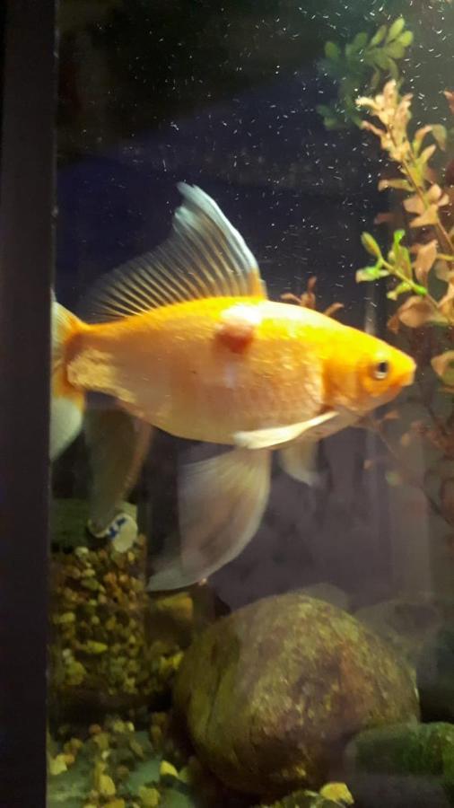 Aquarium Apartment Тбилиси Екстериор снимка